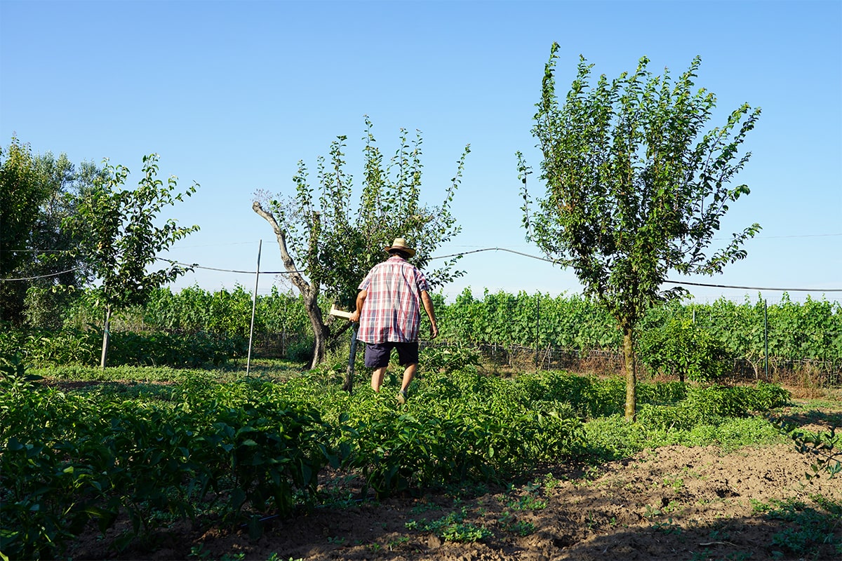 orto la vecchia osteria